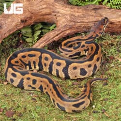 Yearling Male Leopard Blade Het Clown Ball Python For Sale - Underground Reptiles