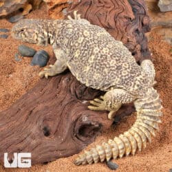 Juvenile Microlepis Uromastyx for sale - Underground Reptiles