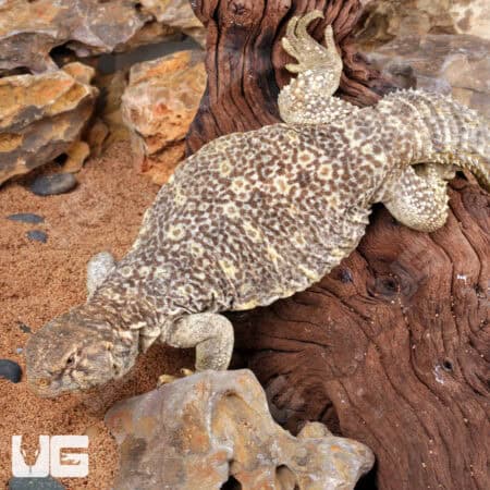 Juvenile Microlepis Uromastyx for sale - Underground Reptiles