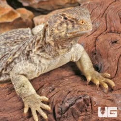 Juvenile Microlepis Uromastyx for sale - Underground Reptiles