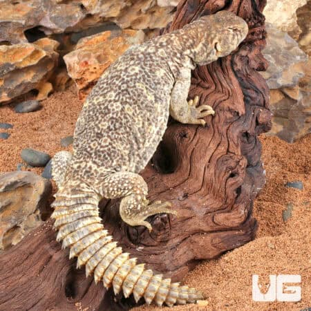 Juvenile Microlepis Uromastyx for sale - Underground Reptiles