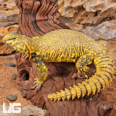 Saharan Yellow Uromastyx For Sale - Underground Reptiles