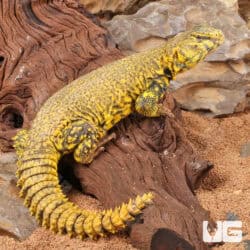 Saharan Yellow Uromastyx For Sale - Underground Reptiles