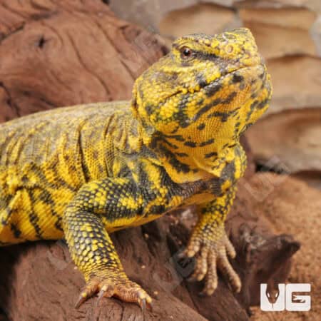 Saharan Yellow Uromastyx For Sale - Underground Reptiles