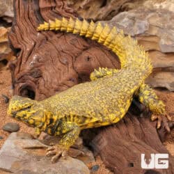 Saharan Yellow Uromastyx For Sale - Underground Reptiles