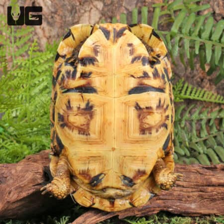 Northern Zombensis Hingeback Tortoises (Kinixys zombensis) For Sale - Underground Reptiles