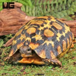 Northern Zombensis Hingeback Tortoises (Kinixys zombensis) For Sale - Underground Reptiles