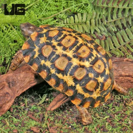 Northern Zombensis Hingeback Tortoises (Kinixys zombensis) For Sale - Underground Reptiles