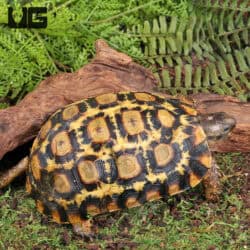 Northern Zombensis Hingeback Tortoises (Kinixys zombensis) For Sale - Underground Reptiles