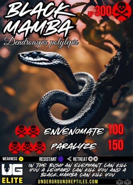 Close-up of a black mamba snake with detailed scales and menacing eyes.