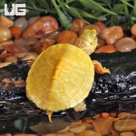 Baby Lime Rio Grande Red Ear Slider Turtles For Sale - Underground Reptiles