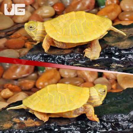 Baby Lime Rio Grande Red Ear Slider Turtles For Sale - Underground Reptiles