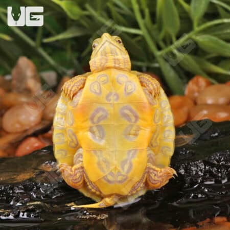 Baby Lime Rio Grande Red Ear Slider Turtles For Sale - Underground Reptiles
