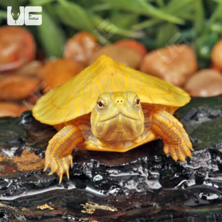 Baby Lime Rio Grande Red Ear Slider Turtles For Sale - Underground Reptiles