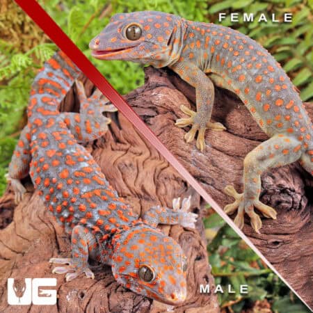 Candy Button Tokay Gecko Pairs for sale - Underground Reptiles