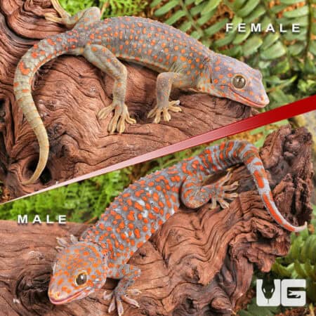 Candy Button Tokay Gecko Pairs for sale - Underground Reptiles