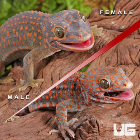 Candy Button Tokay Gecko Pairs for sale - Underground Reptiles