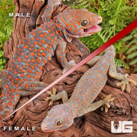 Candy Button Tokay Gecko Pairs for sale - Underground Reptiles