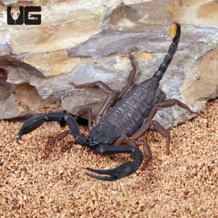 Thailand Flat Rock Scorpions For Sale - Underground Reptiles