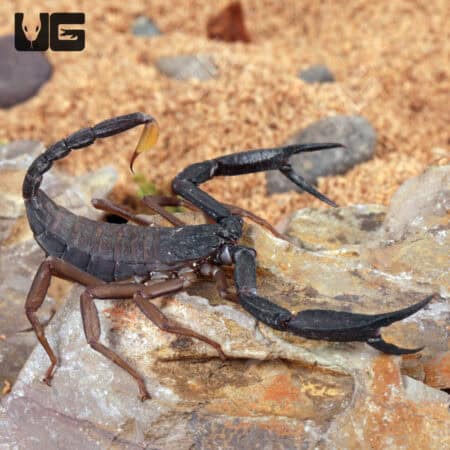 Thailand Flat Rock Scorpions For Sale - Underground Reptiles