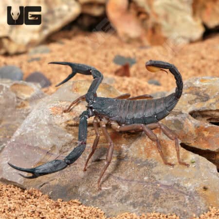 Thailand Flat Rock Scorpions For Sale - Underground Reptiles
