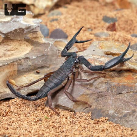 Thailand Flat Rock Scorpions For Sale - Underground Reptiles