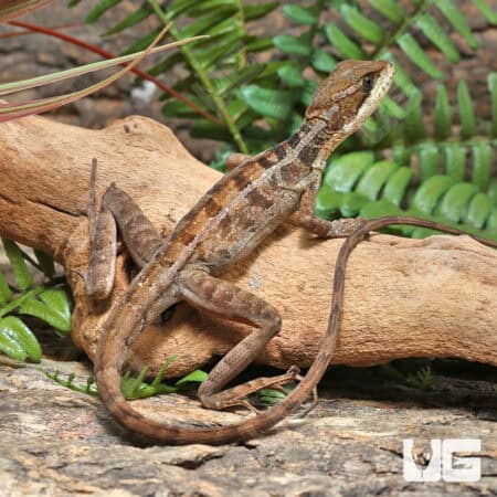 Baby Brown Basilisks For Sale - Underground Reptiles