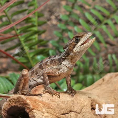 Baby Brown Basilisks For Sale - Underground Reptiles