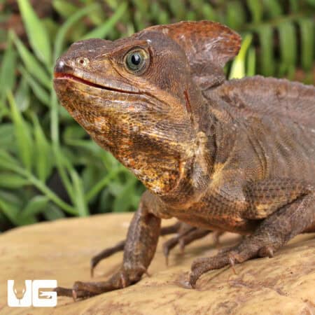 Adult Brown Basilisks For Sale - Underground Reptiles