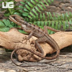 Baby Brown Basilisks For Sale - Underground Reptiles