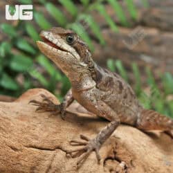 Baby Brown Basilisks For Sale - Underground Reptiles