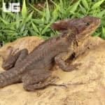 Adult Brown Basilisks For Sale - Underground Reptiles
