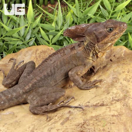 Adult Brown Basilisks For Sale - Underground Reptiles