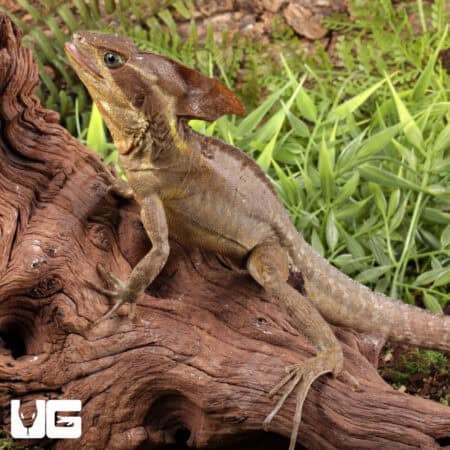 Adult Brown Basilisks For Sale - Underground Reptiles