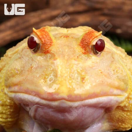 Adult Pikachu Pacman Frogs for sale - Underground Reptiles