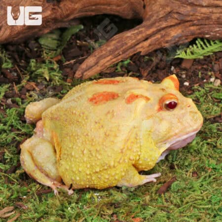 Adult Pikachu Pacman Frogs for sale - Underground Reptiles