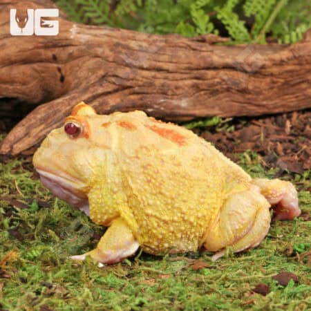 Adult Pikachu Pacman Frogs for sale - Underground Reptiles