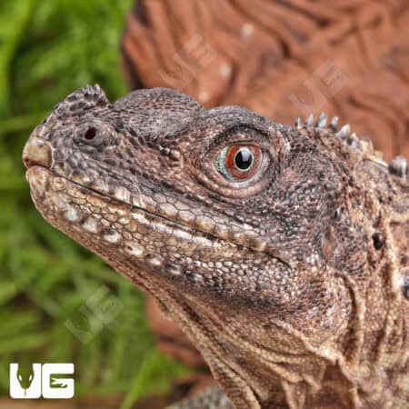 Sailfin dragon close-up, showcasing detailed scales and vibrant eye.