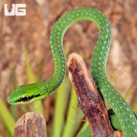African Emerald Tree Snakes For Sale - Underground Reptiles