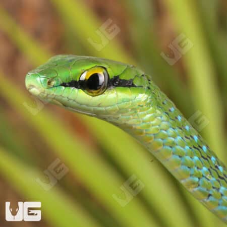 African Emerald Tree Snakes For Sale - Underground Reptiles