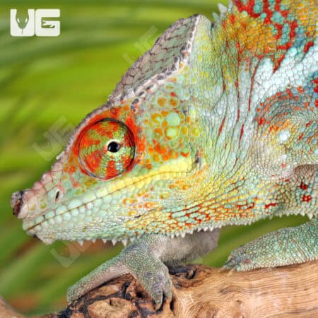 Ankify Panther Chameleons For Sale - Underground Reptiles