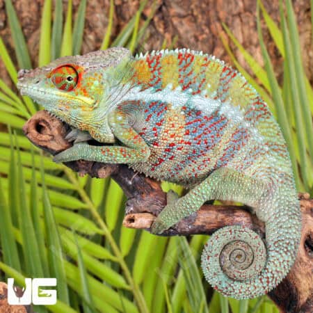 Ankify Panther Chameleons For Sale - Underground Reptiles