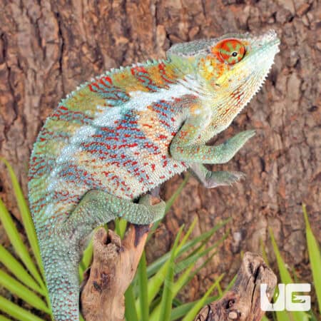 Ankify Panther Chameleons For Sale - Underground Reptiles