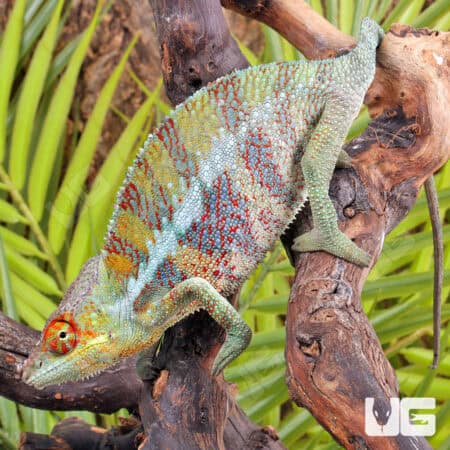 Ankify Panther Chameleons For Sale - Underground Reptiles