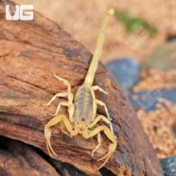 Arizona Bark Scorpion (Centruroides sculpturatus) For sale - Underground Reptiles