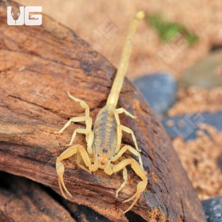 Arizona Bark Scorpion (Centruroides sculpturatus) For sale - Underground Reptiles