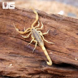 Arizona Bark Scorpion (Centruroides sculpturatus) For sale - Underground Reptiles