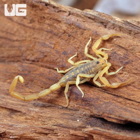 Arizona Bark Scorpion (Centruroides sculpturatus) For sale - Underground Reptiles