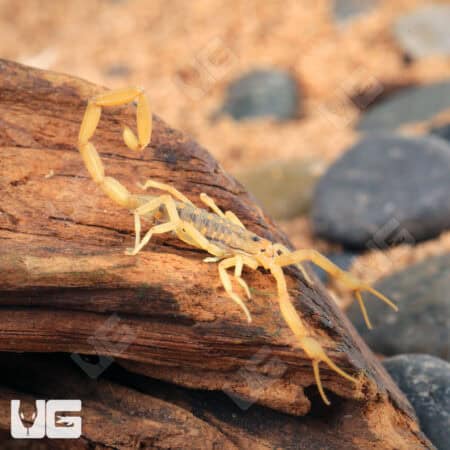 Arizona Bark Scorpion (Centruroides sculpturatus) For sale - Underground Reptiles