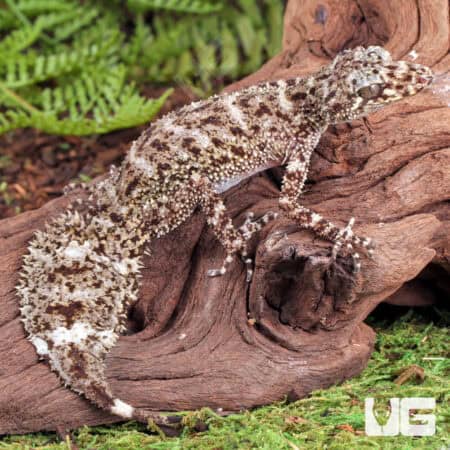 Baby Australian Leaf-Tailed Geckos (Phyllurus platurus) For Sale - Underground Reptiles